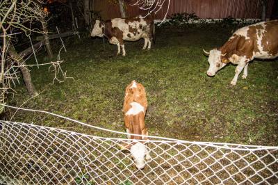Vellberg-Grossaltdorf: 21 Milchkuehe sterben im Flammenmeer - Stall, Scheune und Wohnhaus in Vollbrand